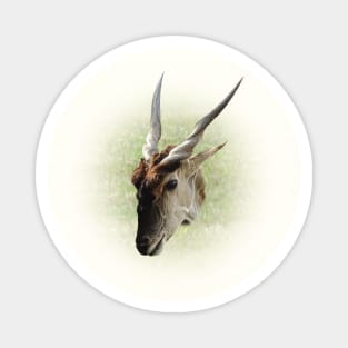 Eland antelope Magnet